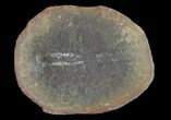 Didontogaster Fossil Worm (Pos/Neg) - Mazon Creek #70600-1